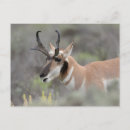Search for danita delimont postcards Grand teton national park