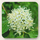 Search for shrub barware Nature