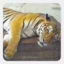 Search for dangerous animals stickers Wildlife