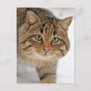 Search for wildcat postcards Nature