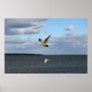 Search for bird flight posters Seagulls