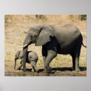 Search for elephant image posters Animal wildlife