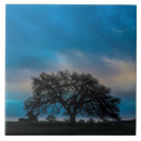 Search for oak tree photography Nature