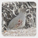 Search for quails stickers Animal