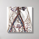 Search for lymphatic system posters Intricacy