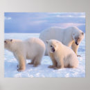 Search for sows posters Alaska