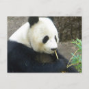Search for panda postcards Nature