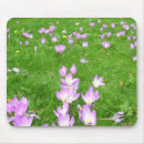 Search for crocus electronics Flowers