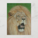 Search for big cat postcards Wild animals