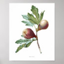 Search for ficus posters Flower