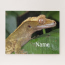Search for lizard pet Animal