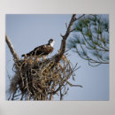 Search for osprey bird posters Nature