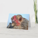 Search for backyard birds cards Animals