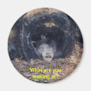 Search for monkey pic magnets Humour