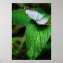 Search for blue morpho art Green
