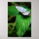 Search for blue morpho butterfly posters Garden