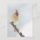 Search for photo of a cardinal Female