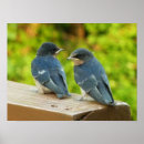 Search for swallow posters Nature