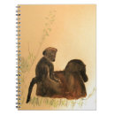 Search for baboon notebooks Wildlife