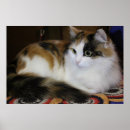 Search for yellows posters Cat