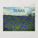 Search for texas bluebonnet postcards Floral