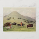 Search for native bison buffalo postcards George