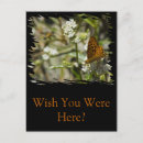 Search for bee image postcards Nature