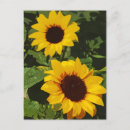 Search for yellow sunflowers postcards Nature
