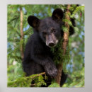 Search for wild bear posters Trees
