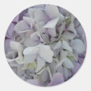 Search for lavender hydrangea stickers Purple