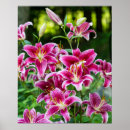 Search for stargazer lily posters Garden