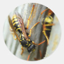 Search for wasp stickers Insect