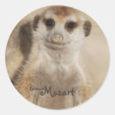Search for meerkat stickers Kalahari