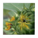 Search for summer sunflower tiles Nature