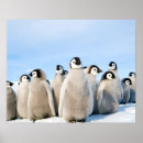 Search for emperor penguin posters Antarctic