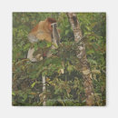 Search for borneo magnets Nature
