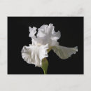 Search for white iris postcards Plant