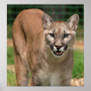 Search for cougar art Catamount