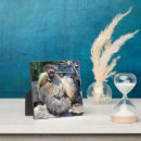 Search for chickens plaques Bird