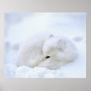 Search for arctic fox posters Canada