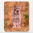 Search for bobcat mousepads Wild