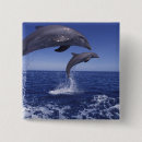 Search for bottlenose dolphin badges Stuart westmorland