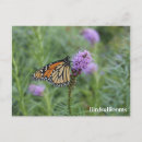 Search for monarch butterfly postcards Butterflies