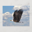 Search for eagle sky postcards Animal