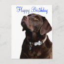 Search for chocolate lab birthday cards Puppy