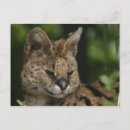 Search for serval postcards Photography