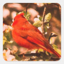 Search for cardinals stickers Floral