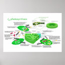 Search for photosynthesis posters Leaf