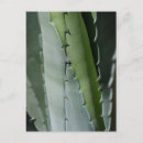 Search for macro postcards Floral