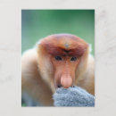 Search for proboscis Monkeys